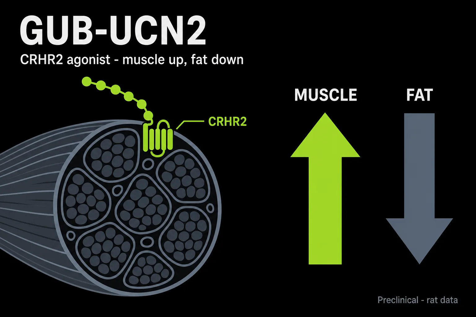 GUB-UCN2: Gubra's Muscle-Sparing Urocortin-2 Analog (2026)