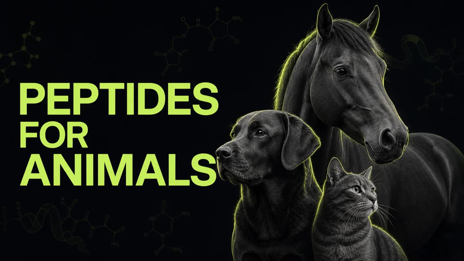 Peptides for Animals: Veterinary Uses, Dosing & Safety (2026)