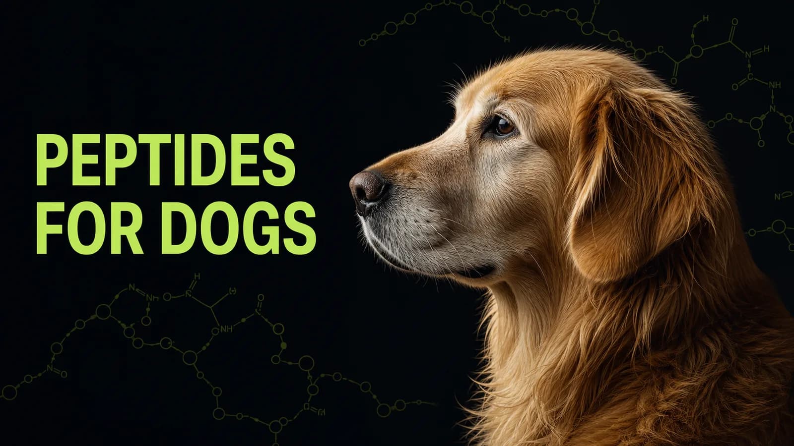 Peptides for Dogs: BPC-157, Dosing by Weight & What Actually Works (2026)
