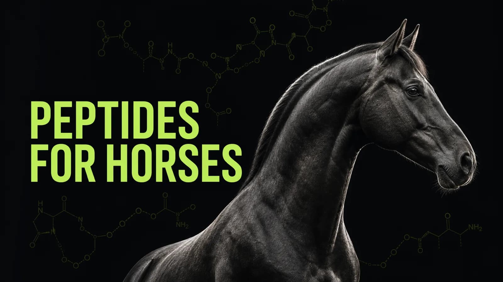 Peptides for Horses: TB-500, Tendon Injuries, Ulcers & Competition Rules (2026)