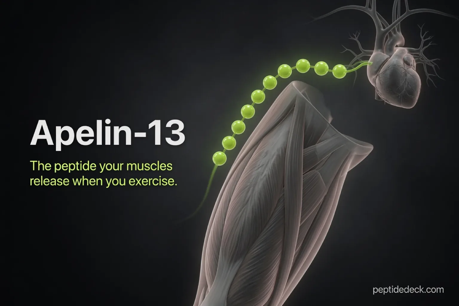 Apelin-13 Peptide: Benefits, Dosage & What Human Studies Show (2026)