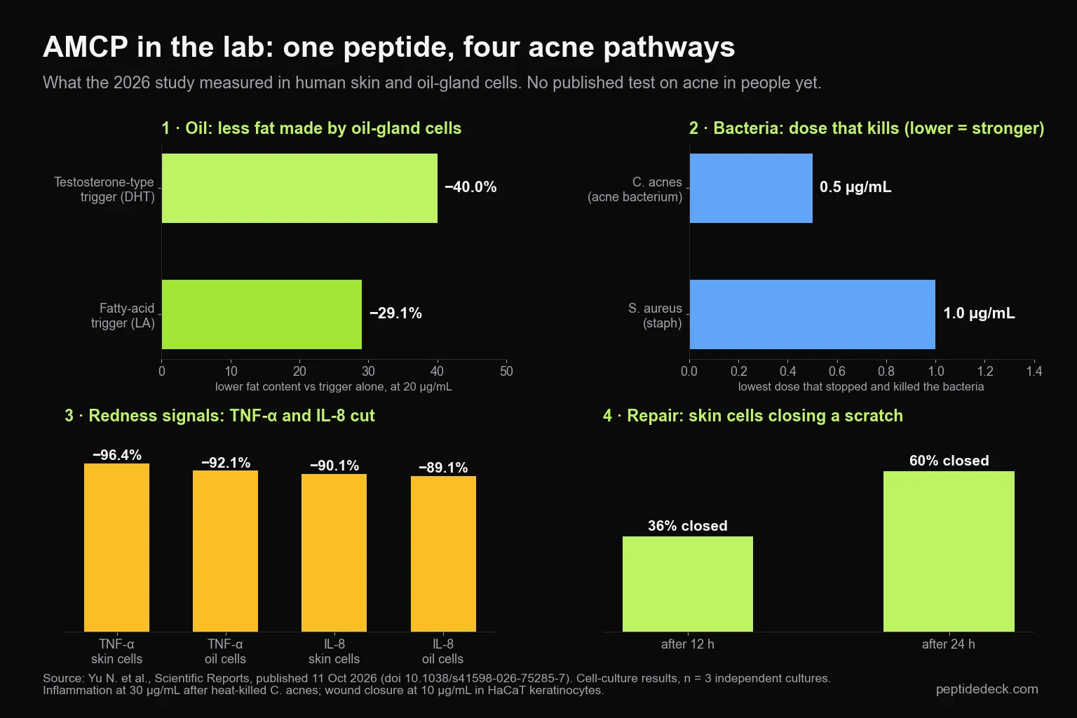 Four-panel chart: AMCP cut oil-gland fat 40% (DHT) and 29.1% (linoleic acid); killed C. acnes at 0.5 and S. aureus at 1.0 µg/mL; cut TNF-α 96.4% and IL-8 90.1% in skin cells; scratch closure 36% at 12 h and 60% at 24 h