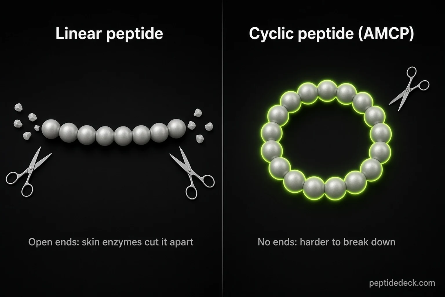 Illustration comparing a linear peptide chain being cut at both ends by enzyme scissors with a closed green ring peptide the scissors cannot grab