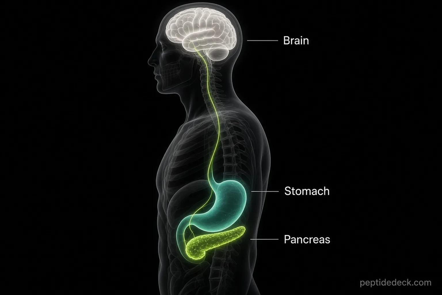 How eloralintide works: amylin signals travel from the pancreas and stomach to the brain to create fullness