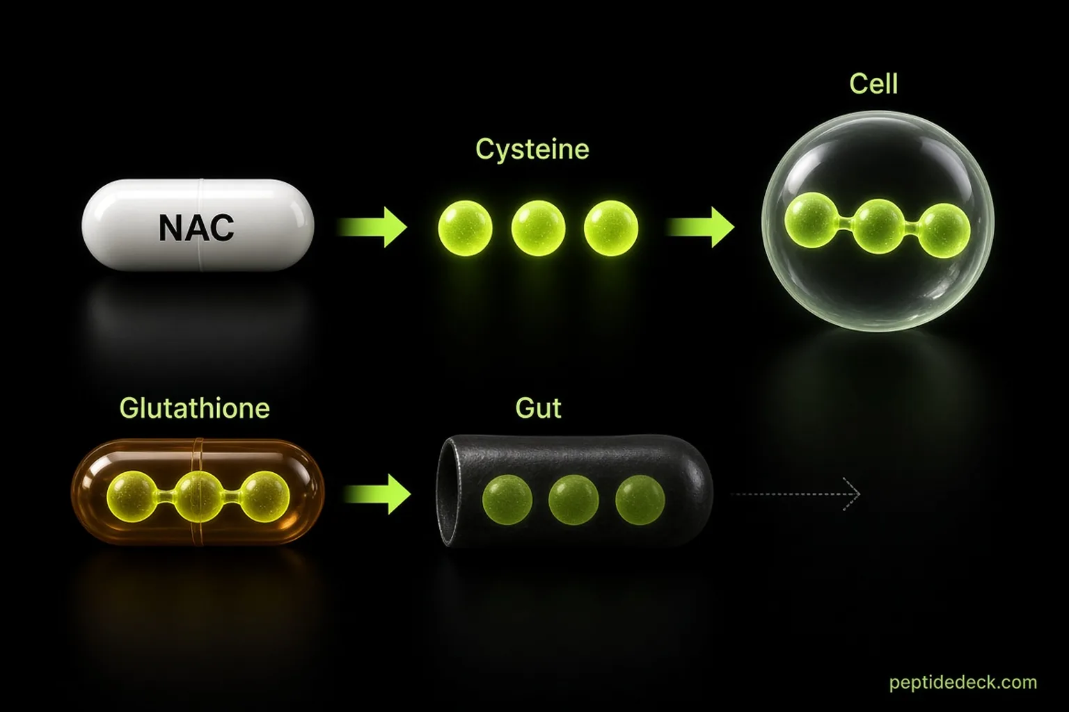 Diagram of two routes into a cell: an NAC capsule delivering cysteine that the cell assembles into glutathione, and a glutathione capsule being split apart in the gut