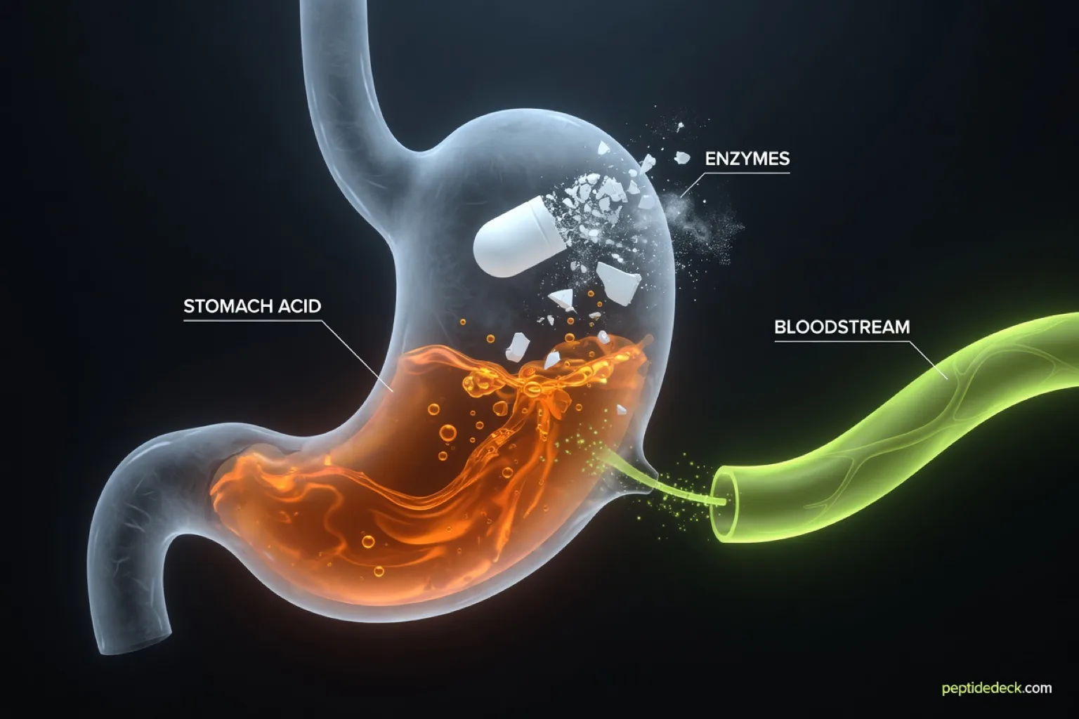 Infographic of a white pill crumbling in stomach acid and enzymes, with only a thin stream reaching the bloodstream