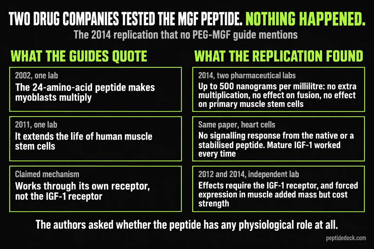 Two-column comparison: on the left, what PEG-MGF guides quote — a 2002 one-lab study that the 24-amino-acid peptide makes myoblasts multiply, a 2011 one-lab study that it extends the life of human muscle stem cells, and a claimed mechanism through its own receptor; on the right, what the 2014 replication by two pharmaceutical labs found — no extra multiplication, no effect on fusion or primary muscle stem cells at up to 500 nanograms per millilitre, no signalling response in heart cells, and independent 2012 and 2014 work showing effects require the IGF-1 receptor and forced expression in muscle added mass but cost strength