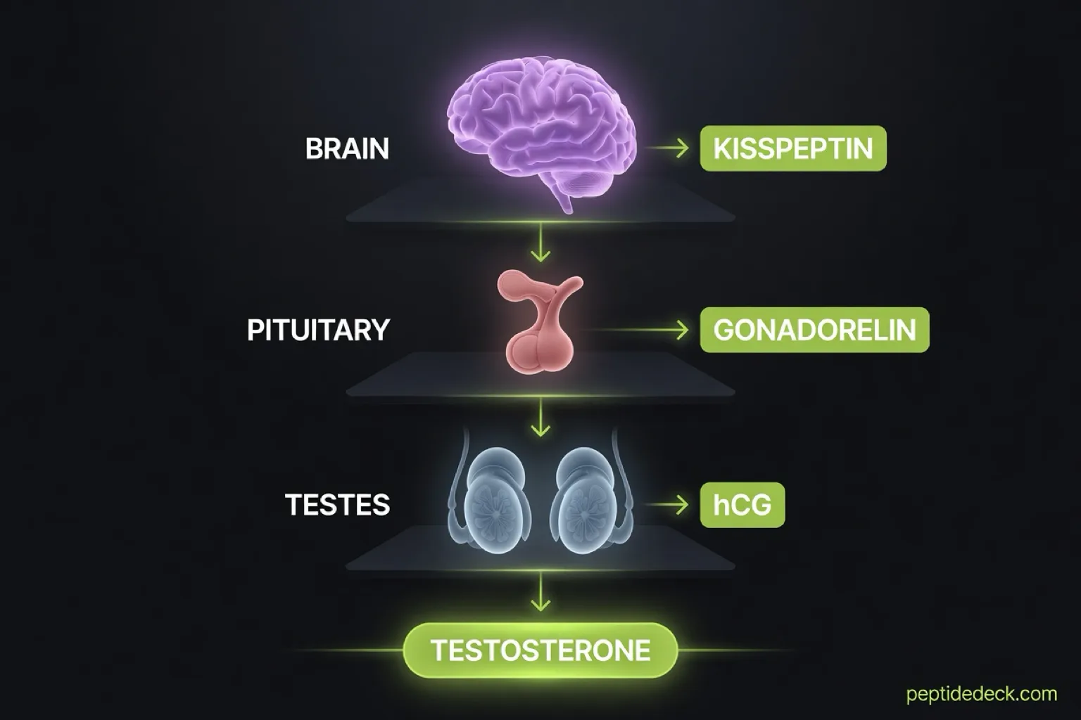 Infographic of the hormone chain from brain to pituitary to testes, with kisspeptin, gonadorelin and hCG labelled at the level where each one acts