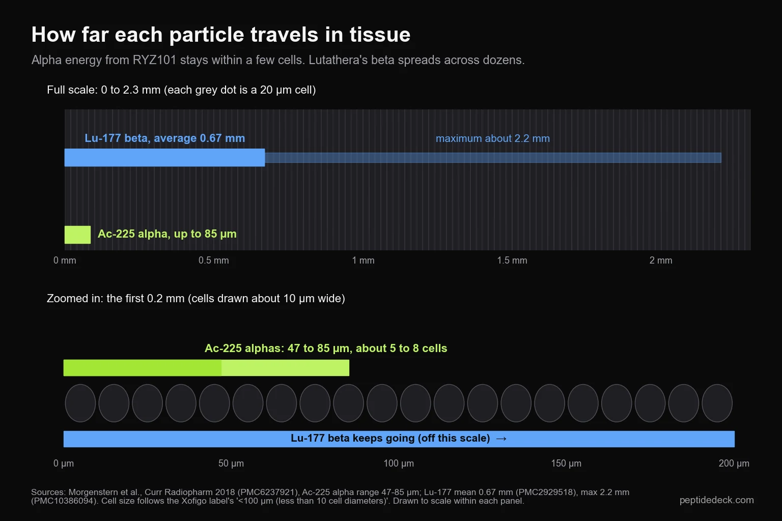 To-scale chart comparing particle range in tissue: actinium-225 alpha particles travel 47 to 85 micrometers, about 5 to 8 cells, while lutetium-177 beta particles average 0.67 mm and reach about 2.2 mm