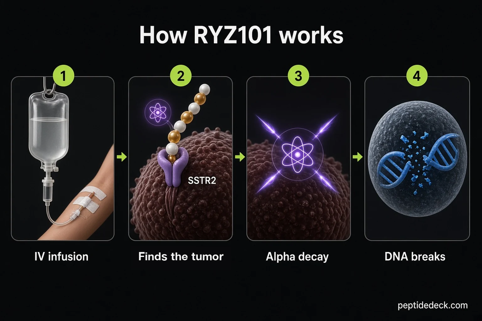 Four-panel infographic: an IV infusion, the peptide binding to the SSTR2 receptor on a tumor cell, the actinium atom releasing alpha particles, and a broken DNA double helix inside the nucleus