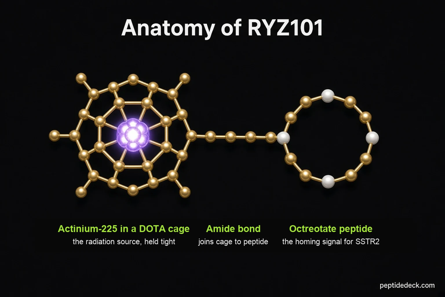 Labeled diagram of RYZ101: a glowing actinium-225 atom held inside a gold DOTA cage, joined by an amide bond to a ring of eight amino acids labeled octreotate peptide, the homing signal for SSTR2
