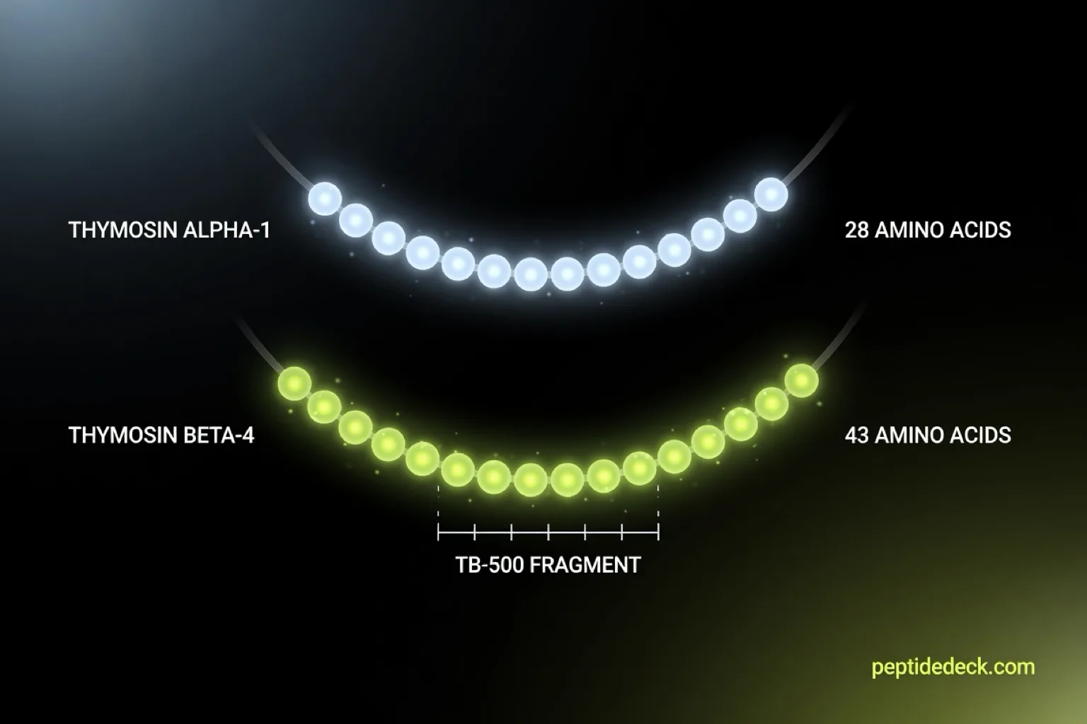 Two glowing bead chains comparing thymosin alpha-1 at 28 amino acids with thymosin beta-4 at 43 amino acids, with the short TB-500 fragment bracketed on the beta-4 chain