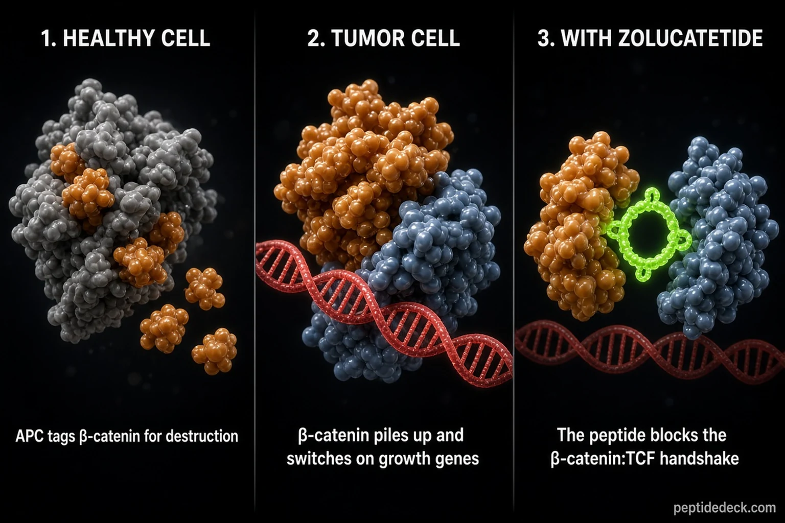 Three-panel diagram: in a healthy cell APC tags beta-catenin for destruction; in a tumor cell beta-catenin piles up and binds TCF on DNA; with zolucatetide a ring peptide blocks the beta-catenin and TCF contact