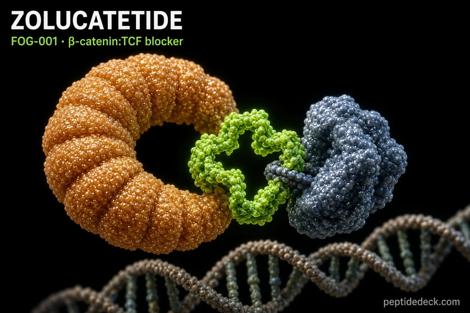 3D illustration of a lime-green ring-shaped peptide wedged between an orange beta-catenin protein and a blue TCF protein sitting on DNA, prising them apart